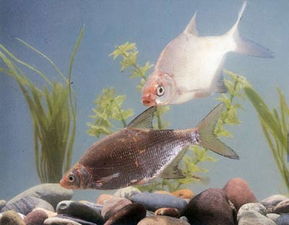 益農(nóng)信息網(wǎng) 助力畜牧漁業(yè)飼料銷售的新引擎