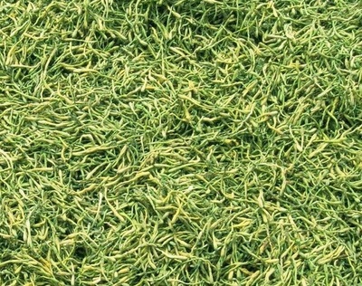 謹(jǐn)防誤導(dǎo) 高致病性禽流感防控?zé)o“特效藥”，理性選擇合法獸藥