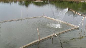 宜良縣強(qiáng)化漁業(yè)指導(dǎo)顯成效 今年魚(yú)苗魚(yú)種長(zhǎng)勢(shì)喜人