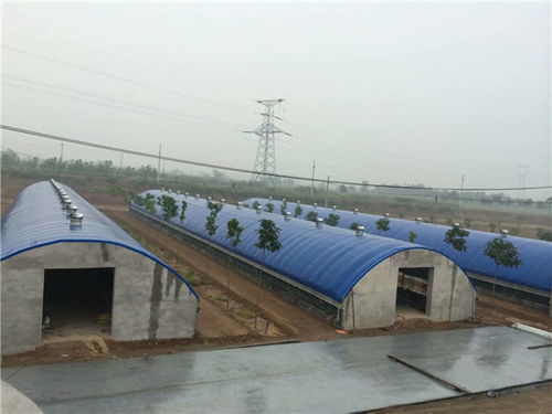 大棚養(yǎng)豬成本效益分析與多元經(jīng)營(yíng)新思路——以承德帥赫畜牧為例